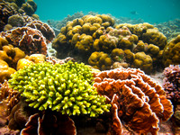 Sabah, Borneao: Underwater Life